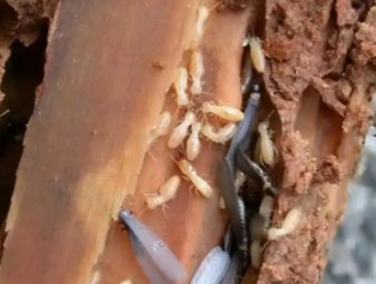 启东白蚁防治公司分享别墅庭院白蚁综合治理，告别绿植虫害入户难题